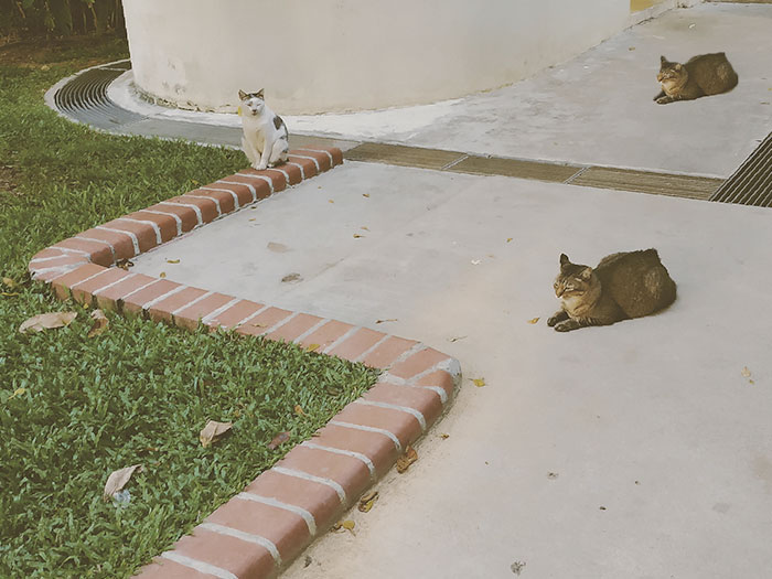 Some cats lounging around Tiong Bahru estate