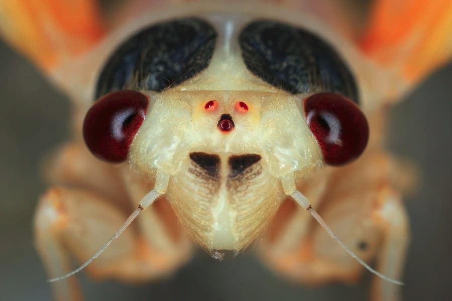 A Magicicada periodical cicada, beautifully captured by Chip Somodevilla